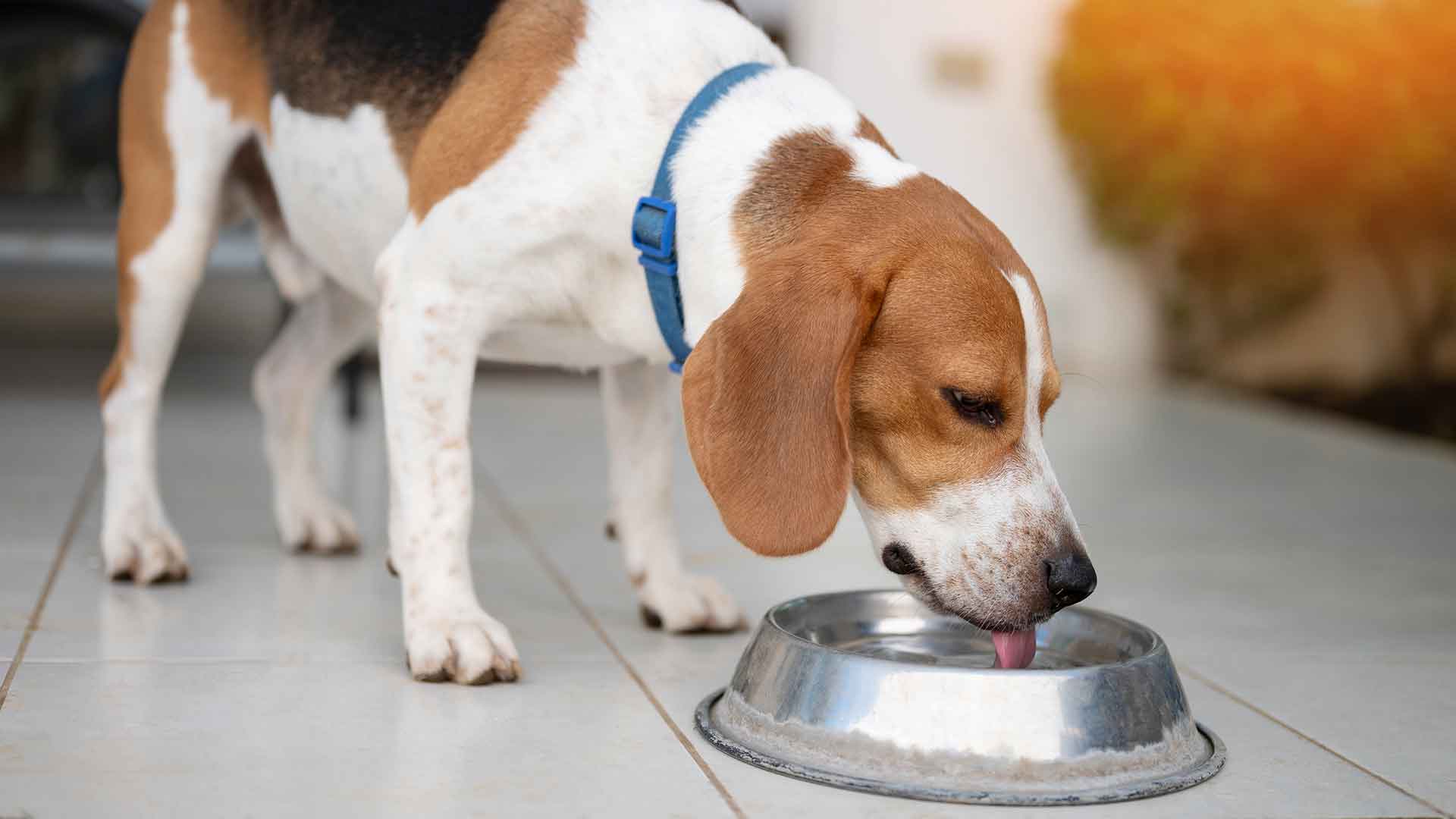 A beagle drinking out of a dog water bowl