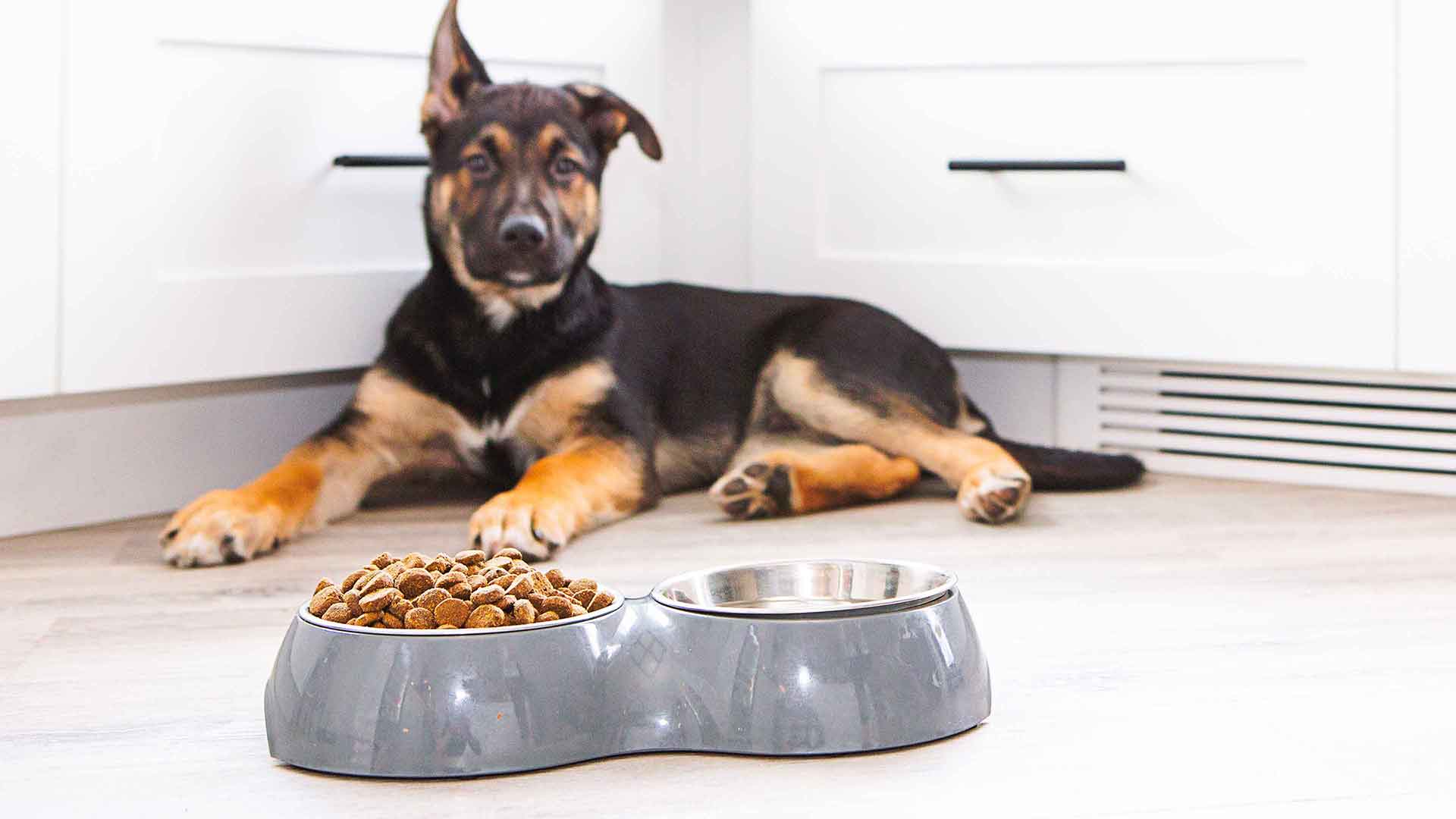 A German shepherd puppy laying next to a bowl of water and dog food